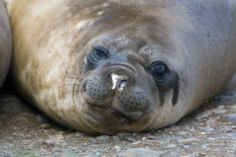 Southern Elephant Seal